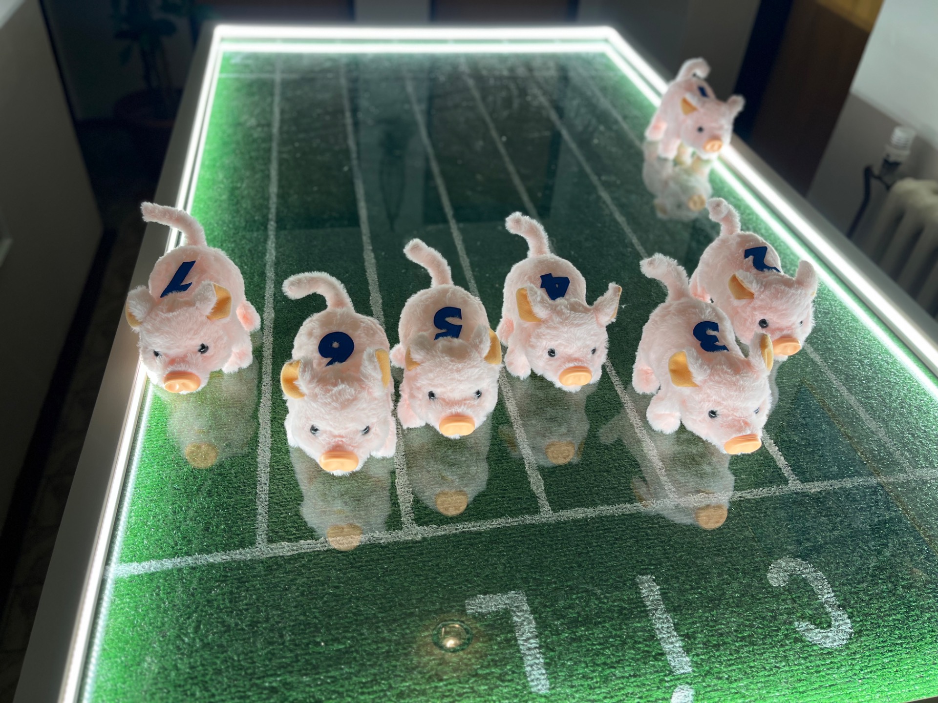 Prasátkové dostihy